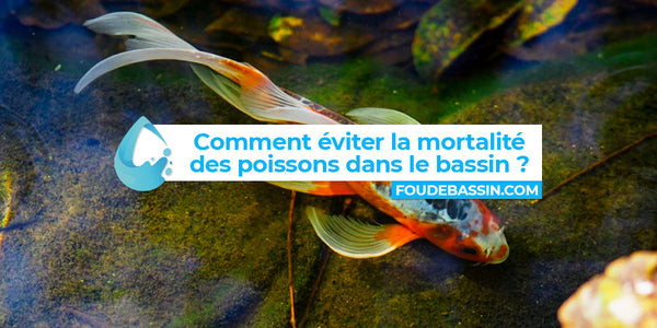 Comment éviter la mortalité des poissons dans le bassin ?