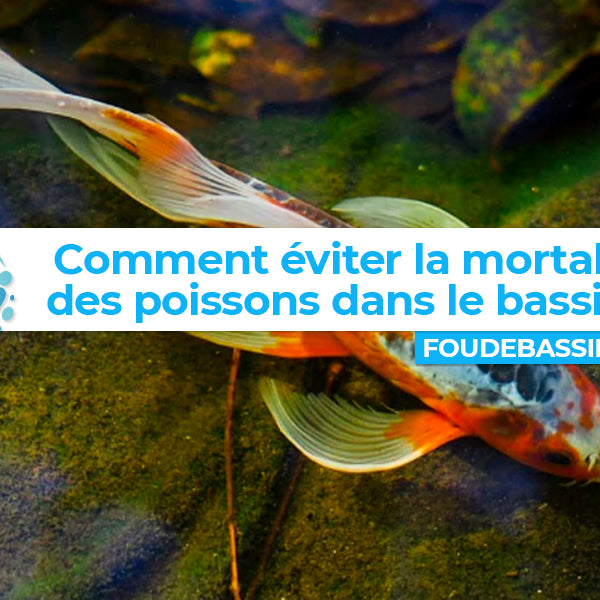 Comment éviter la mortalité des poissons dans le bassin ?