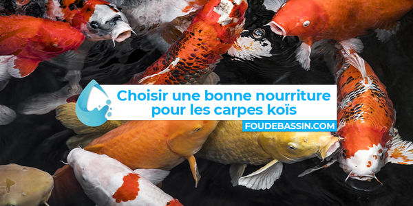 ¿Cómo elegir un buen alimento para mis carpas koi?