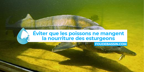¿Cómo evitar que los peces coman la comida de los esturiones?