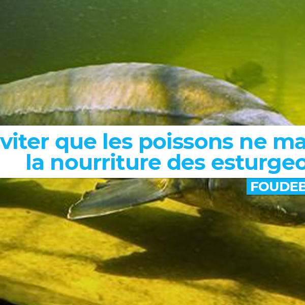 Comment éviter que les poissons ne mangent la nourriture des esturgeons ?