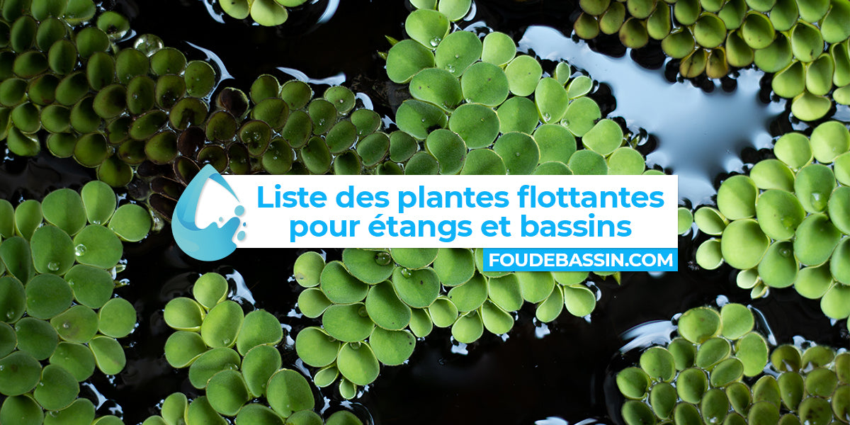 Quelles plantes flottantes pour les étangs et bassins de jardin ?