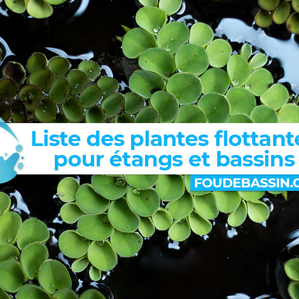 Quelles plantes flottantes pour les étangs et bassins de jardin ?