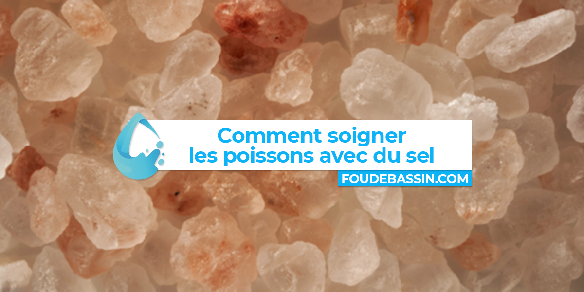 Comment soigner les poissons avec du sel