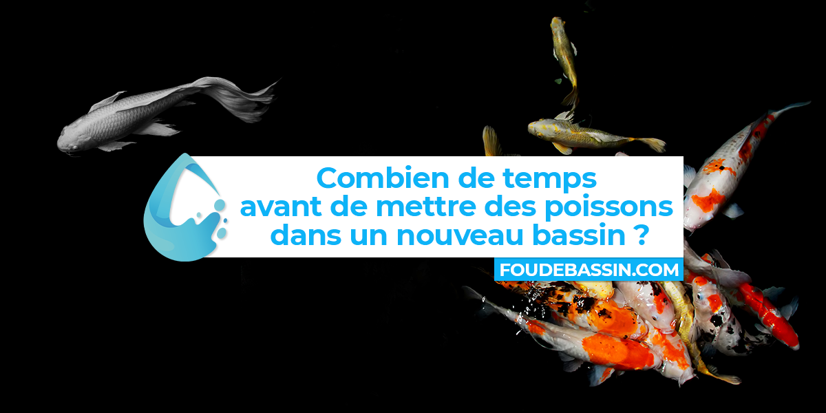 Combien de temps avant de mettre des poissons dans un nouveau bassin ?