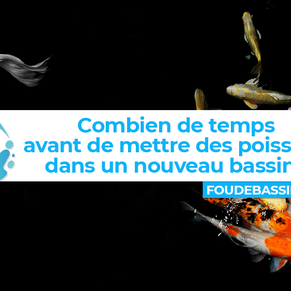 Combien de temps avant de mettre des poissons dans un nouveau bassin ?