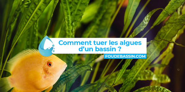 Comment limiter les algues dans un bassin ?