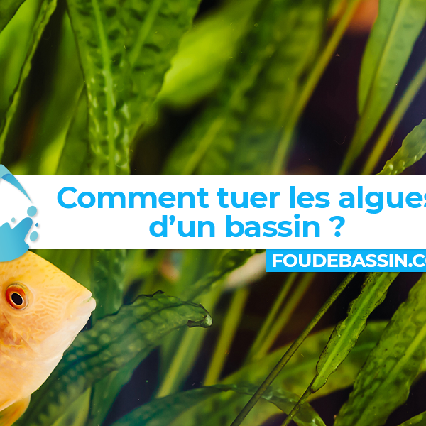 Comment tuer les algues dans un bassin ?