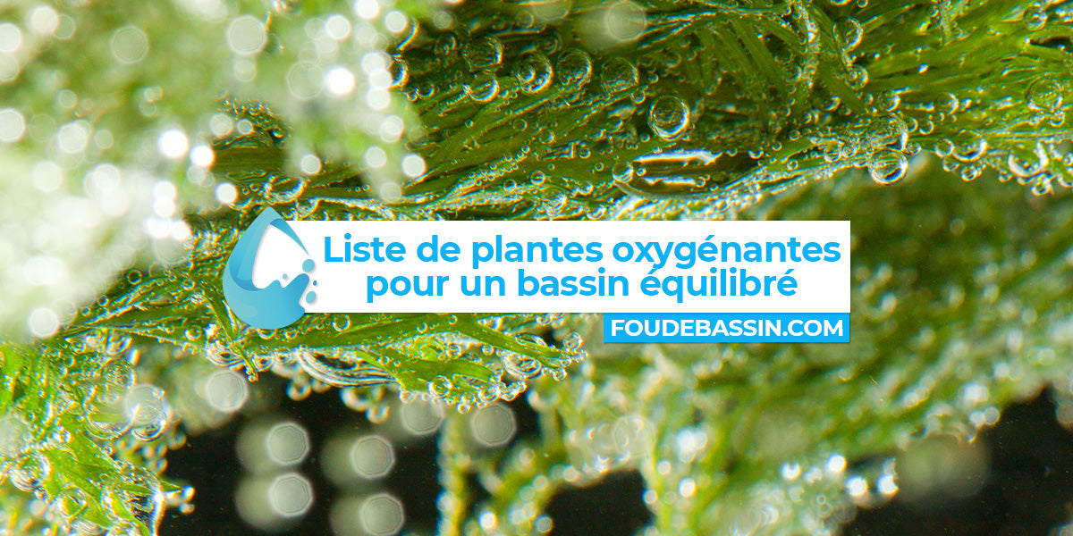 Liste de plantes oxygénantes qui vivent dans l'eau pour un bassin équilibré