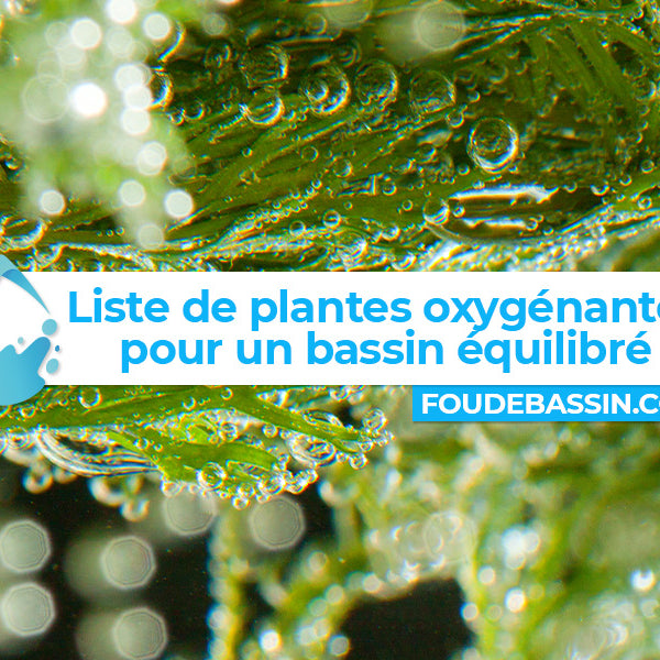 Liste de plantes oxygénantes qui vivent dans l'eau pour un bassin équilibré