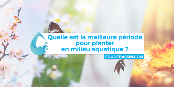 Quelle est la meilleure période pour planter en milieu aquatique ?
