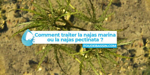 Comment traiter la najas marina ou la najas pectinata ?