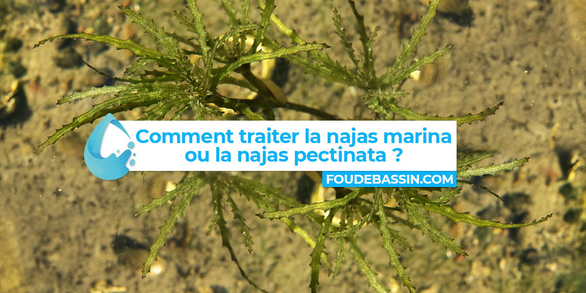 Comment traiter la najas marina ou la najas pectinata ?