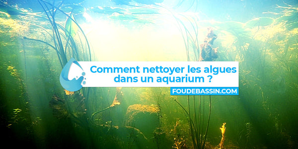 Hoe algen in een aquarium te reinigen?