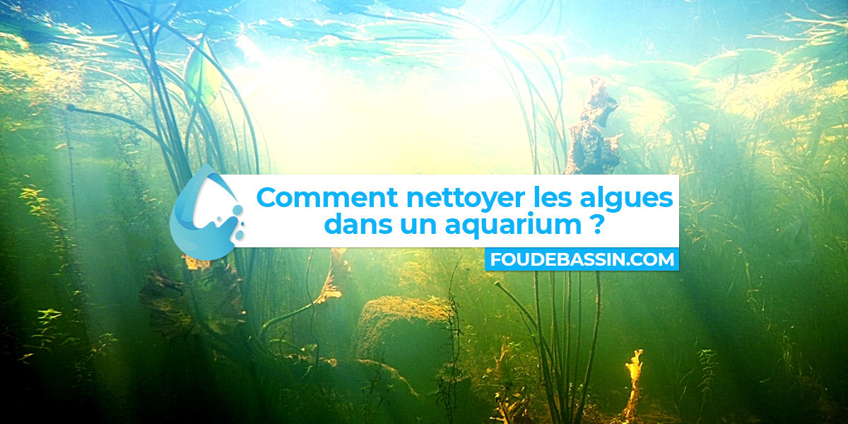 Comment nettoyer les algues dans un aquarium ? —