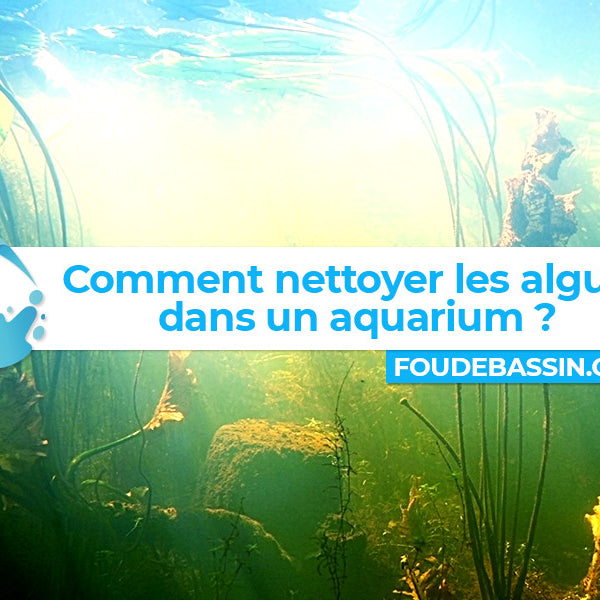 Comment nettoyer les algues dans un aquarium ?