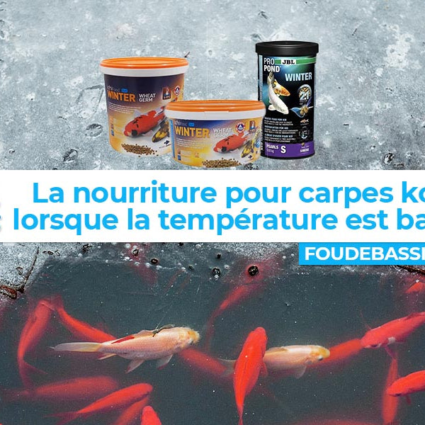 Quelle nourriture donner à mes carpes koïs quand la température est froide ?