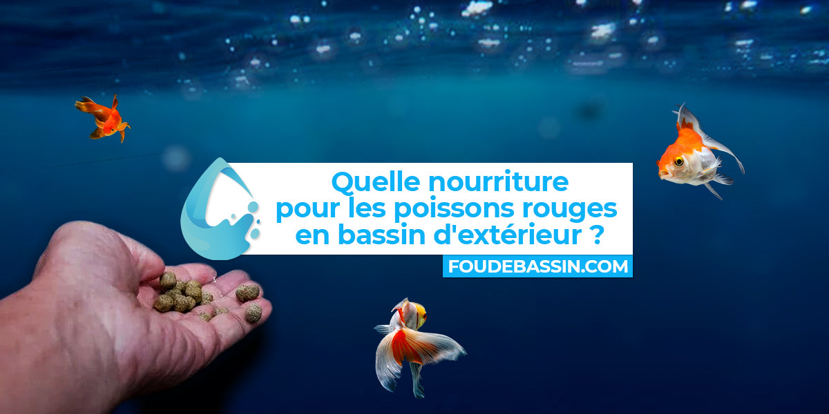 Poisson rouge : aquarium, alimentation et plus