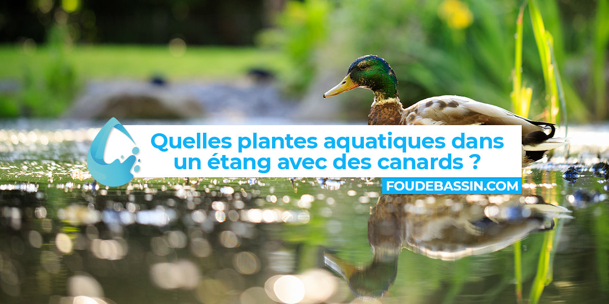 Quelles plantes aquatiques dans une mare ou un étang avec des canards ?