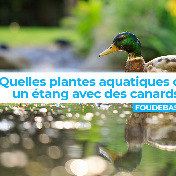 Quelles plantes aquatiques dans une mare ou un étang avec des canards ?