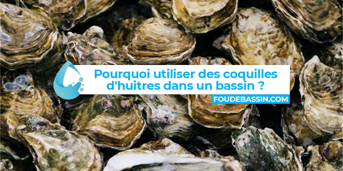 Pourquoi utiliser des coquilles d'huîtres dans un étang ou un bassin ?