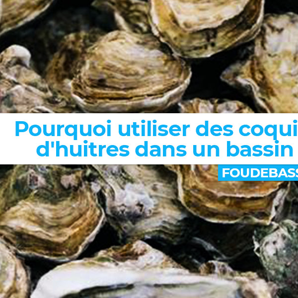 Pourquoi utiliser des coquilles d'huîtres dans un étang ou un bassin ?