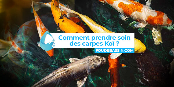 Comment prendre soin des carpes Koï ?