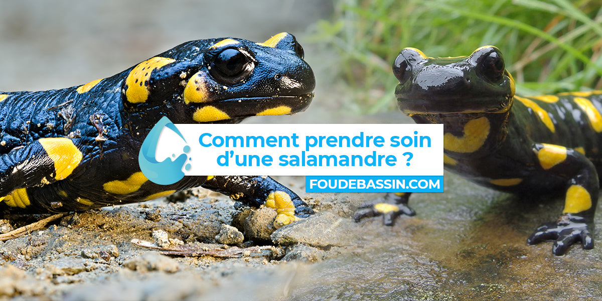 Comment prendre soin d'une salamandre ? Je viens de la trouver dans mon bassin !