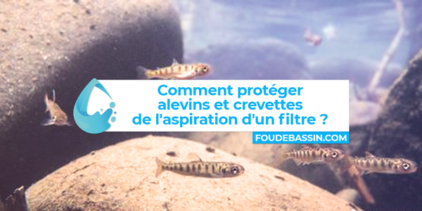 Comment protéger alevins et crevettes de l'aspiration d'un filtre ?