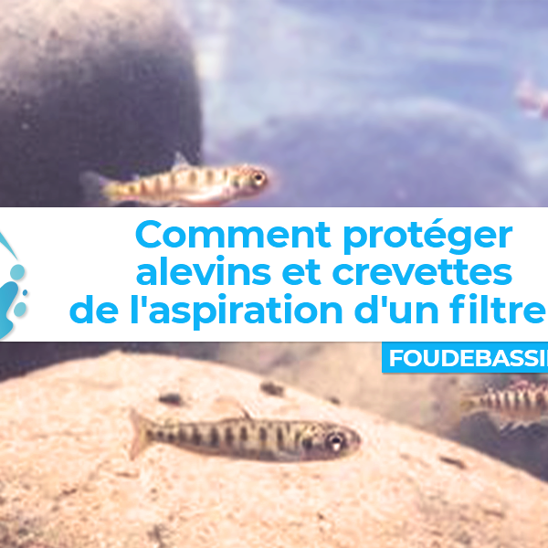 Comment protéger alevins et crevettes de l'aspiration d'un filtre ?