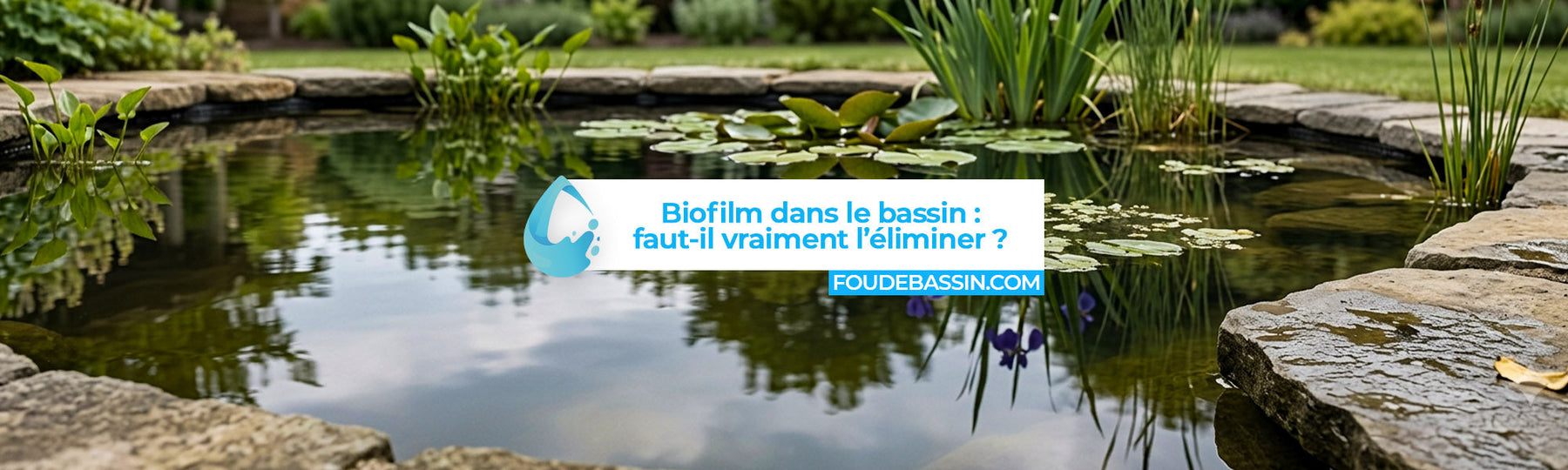 Biofilm dans un bassin : tout ce que vous devez savoir avant d'essayer de l'éliminer