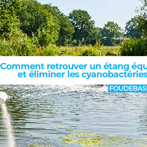Comment retrouver un étang équilibré et éliminer les cyanobactéries ?