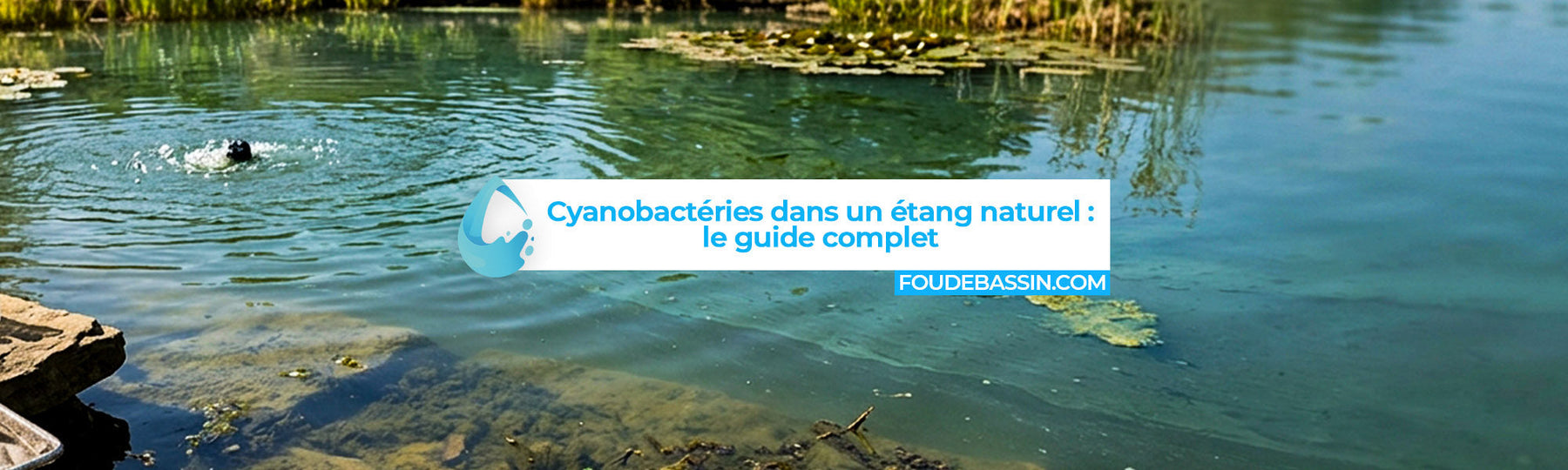 Cyanobactéries dans un étang naturel : guide complet pour retrouver une eau saine