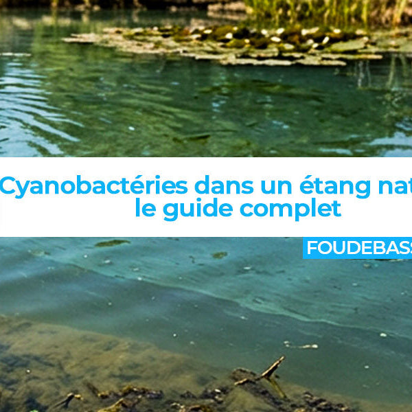 Cyanobactéries dans un étang naturel : guide complet pour retrouver une eau saine