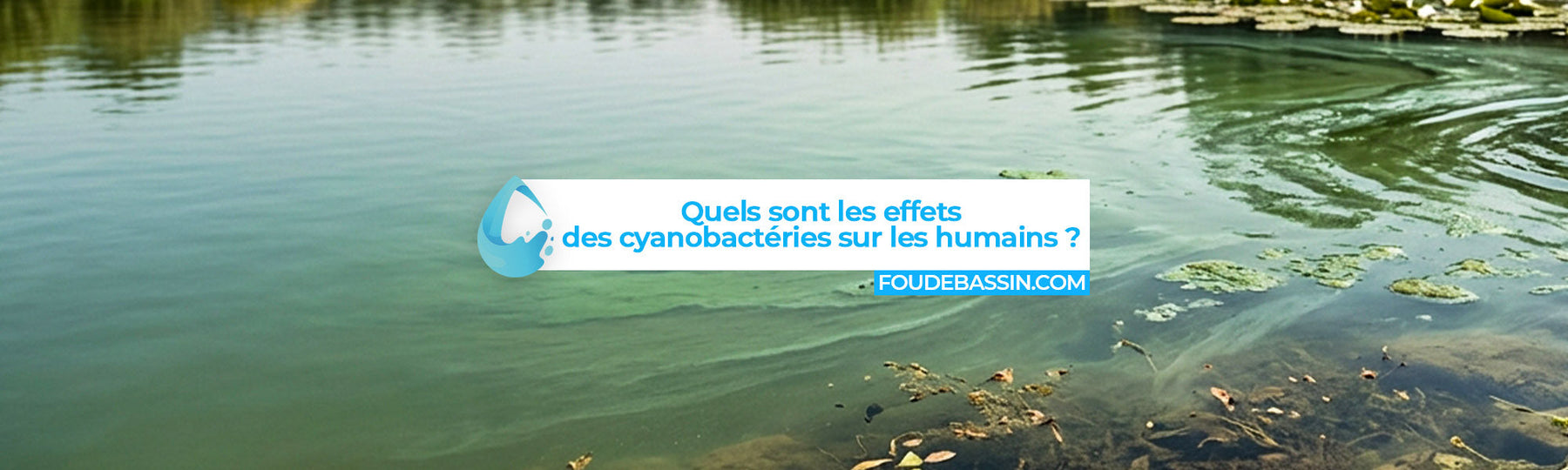 Quels sont les effets des cyanobactéries sur les humains ?