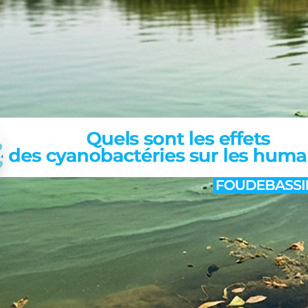 Quels sont les effets des cyanobactéries sur les humains ?