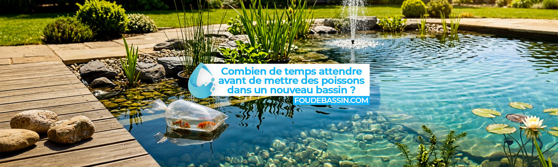 Combien de temps avant de mettre des poissons dans un nouveau bassin ?