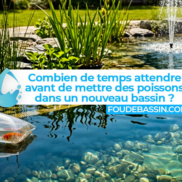 Combien de temps avant de mettre des poissons dans un nouveau bassin ?