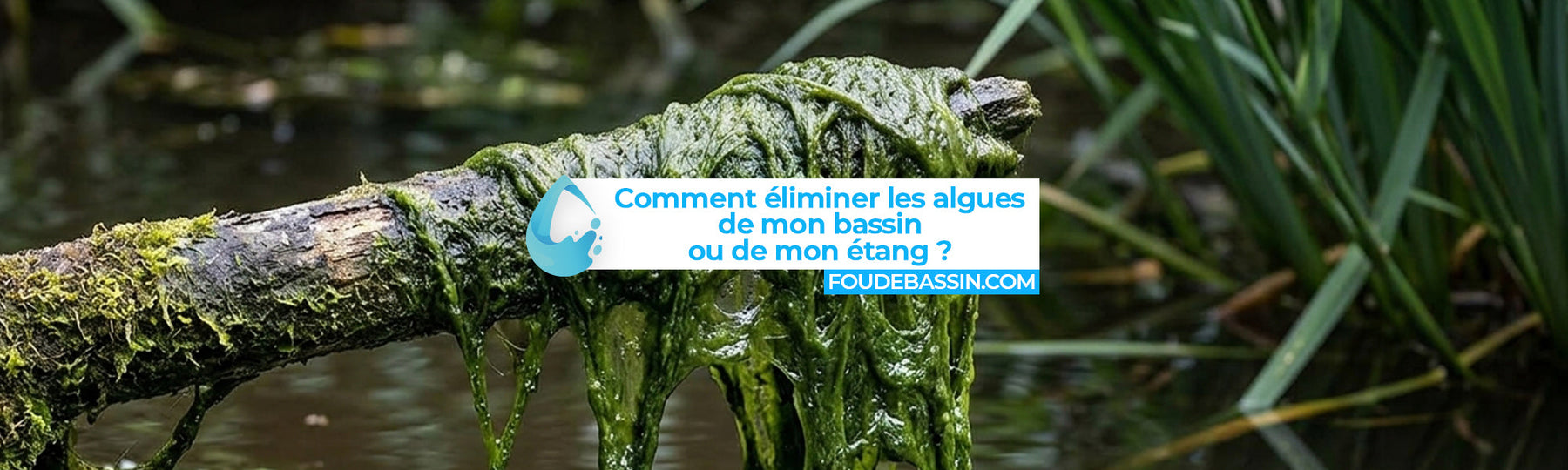 Comment éliminer les algues dans mon bassin / étang ?