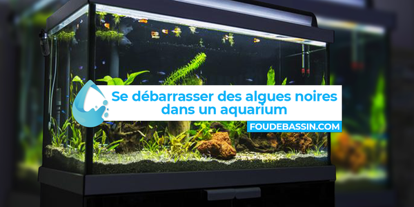 Zwarte algen in een aquarium: begrijpen, beperken en voorkomen