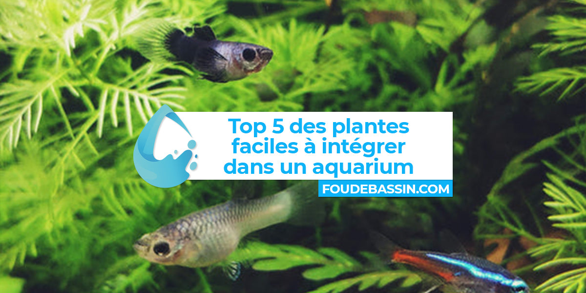 Top 5 des plantes faciles à intégrer dans un aquarium