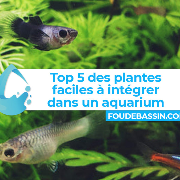 Top 5 des plantes faciles à intégrer dans un aquarium