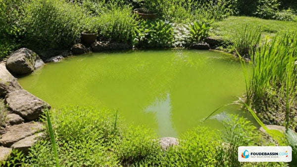Grüne Algen im Becken: UV-C, Filter und Pflanzen zur Beseitigung richtig dimensionieren