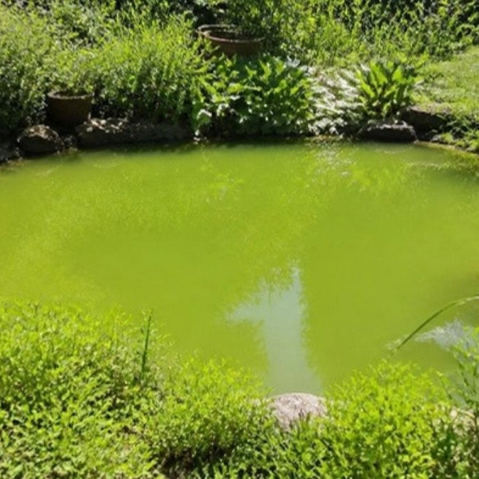 Algues vertes dans un bassin – Foudebassin