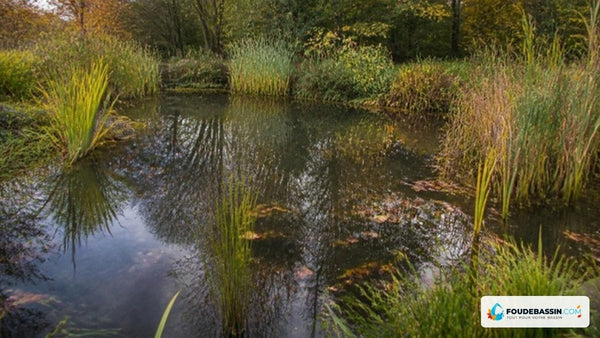 Enlever la vase d'une mare sans nuire à la faune : quand intervenir et comment procéder