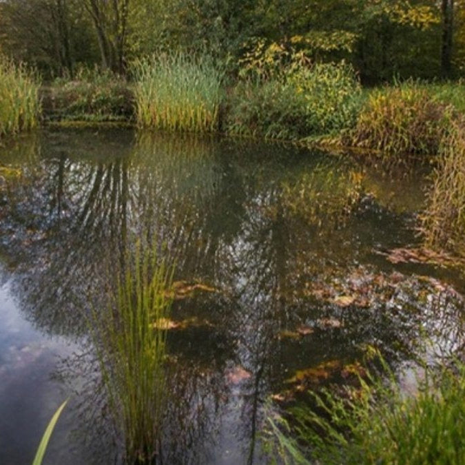 Enlever la vase d'une mare sans nuire à la faune – Foudebassin