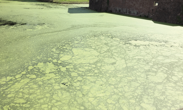 Green moss on my pond, what should I do?