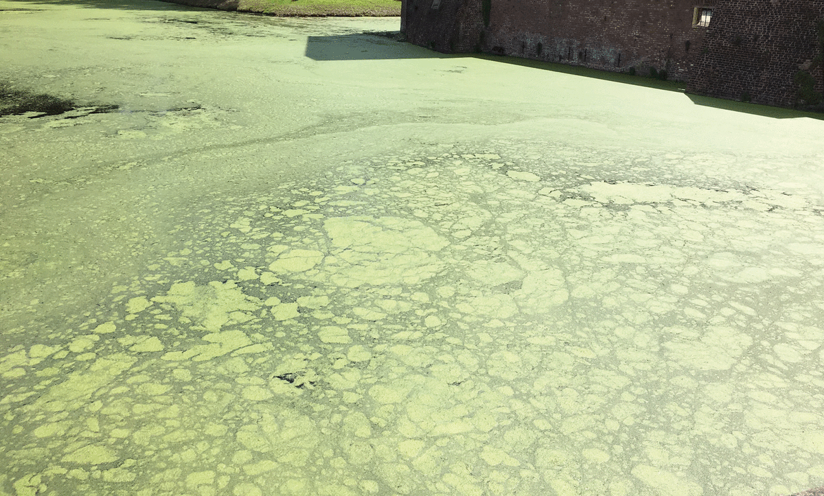 Mousse verte sur mon étang, que faire?