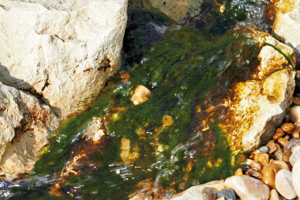 TOP 5 des meilleurs solutions contre les algues de bassin 2022