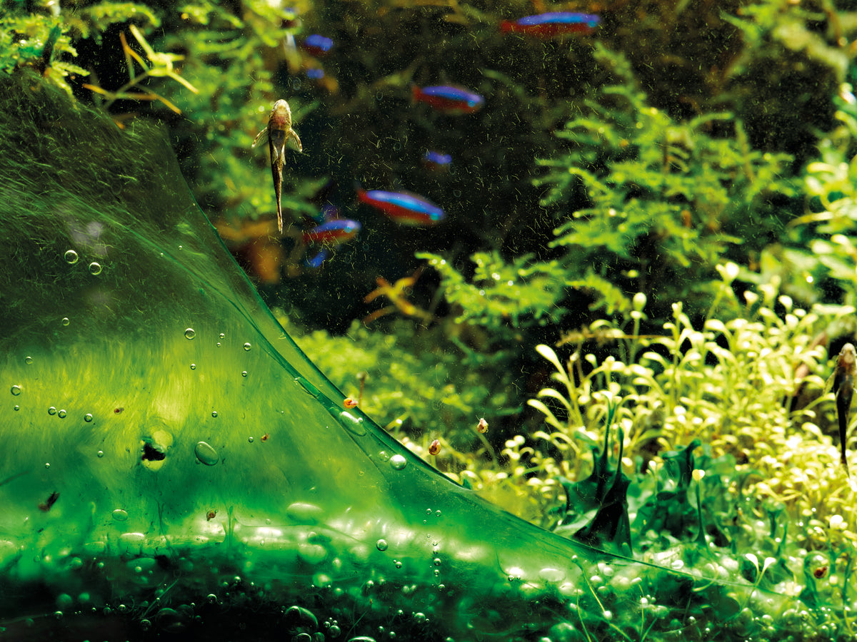Comment se débarrasser des algues dans un aquarium?